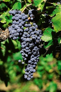 vino-uva-aglianico-rosso-roccamonfina